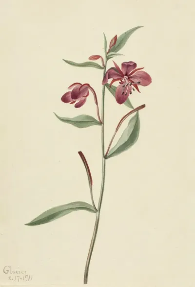 Red Willowweed Epilobium Latifolium 2