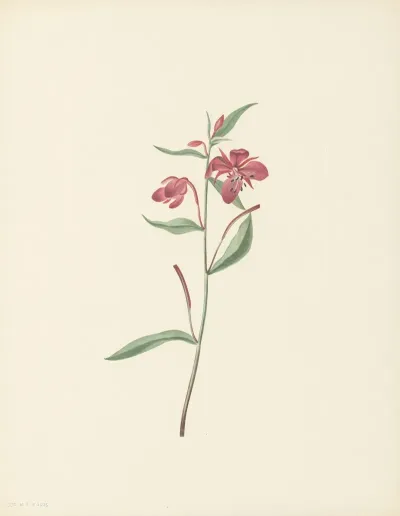 Red Willowweed Epilobium Latifolium 3