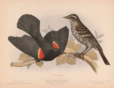 Red Winged Blackbird Agelaius Phoeniceus Vieill 1 Male 2 Female