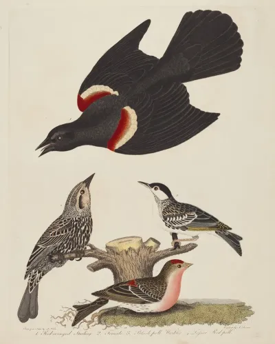 Red Winged Starling Female Red Winged Starling Black Poll Warbler And Lesser Red Poll