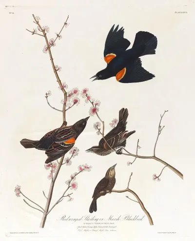 Red Winged Starling Or Marsh Blackbird