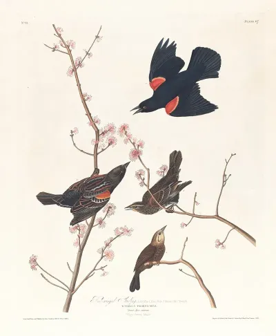Red Winged Starling