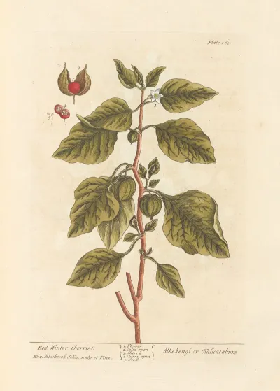 Red Winter Cherries