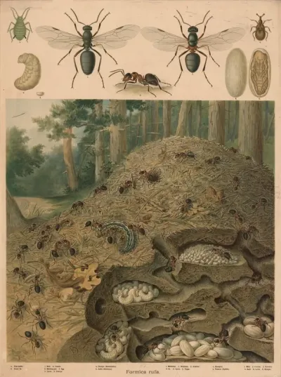 Red Wood Ant Formica Rufa Anthill