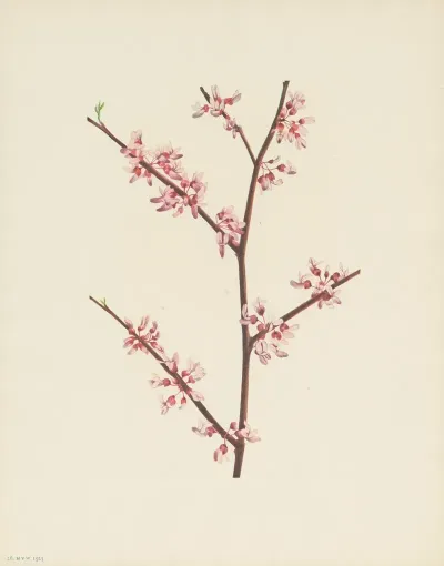 Redbud Cercis Canadensis 2