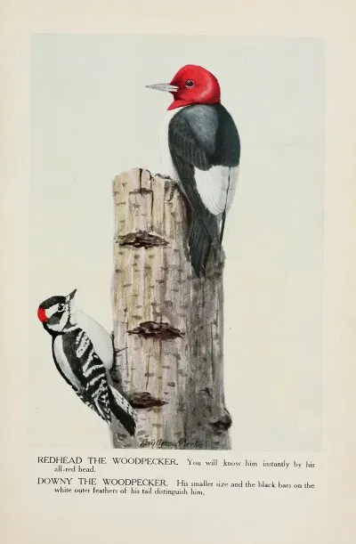Redhead The Woodpecker Downy The Woodpecker