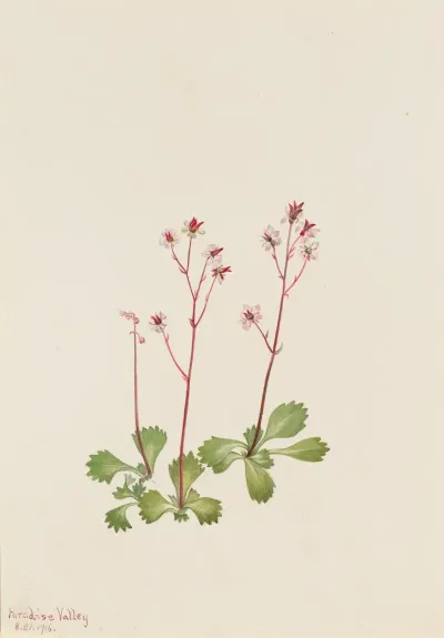 Redstem Saxifrage Saxifraga Lyallii 2