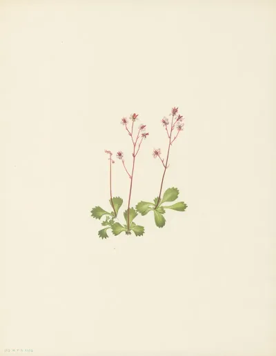 Redstem Saxifrage Saxifraga Lyallii 3