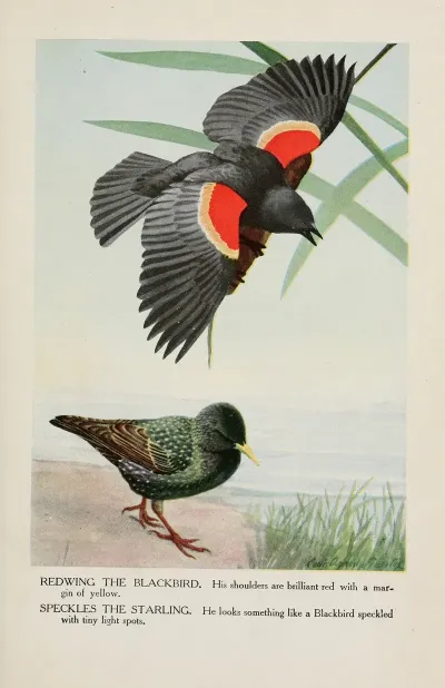 Redwing The Blackbird Speckles The Starling