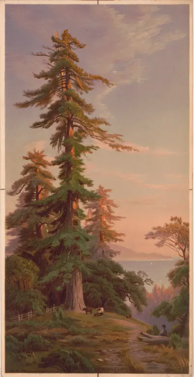Redwood Trees Santa Cruz Mountains