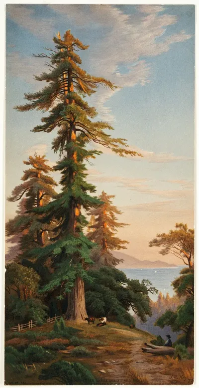 Redwood Trees Santa Cruz Mts Cal