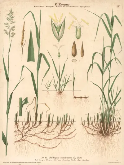 Reed Grass