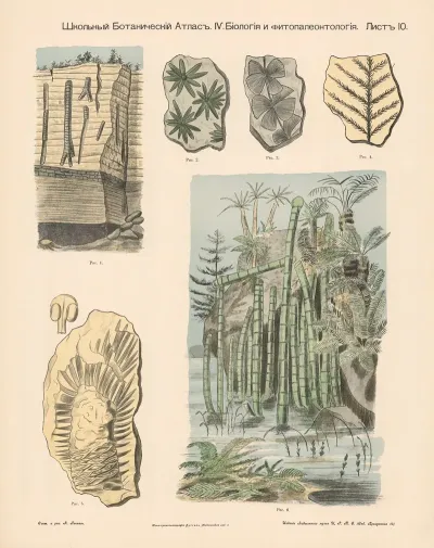 Reed Plants Petrifications