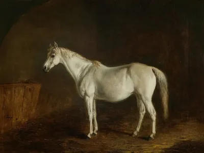Reel With Gray Racehorse
