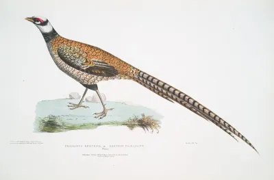 Reeves Pheasant Phasianus Reevesii