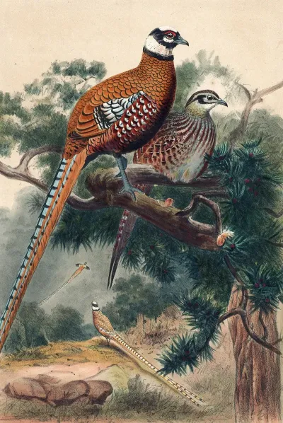 Reeves Pheasant