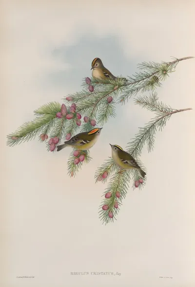 Regulus Cristatus Golden Crested Wren Or Kinglet