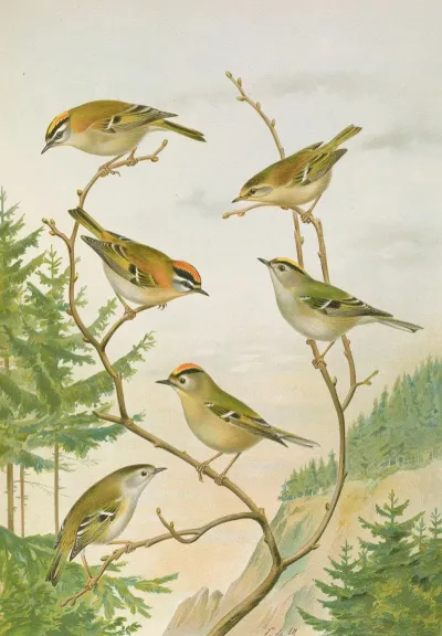 Regulus Ignicapillus Regulus Regulus