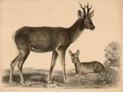 Reh Capreolus Vulgaris Und Junges