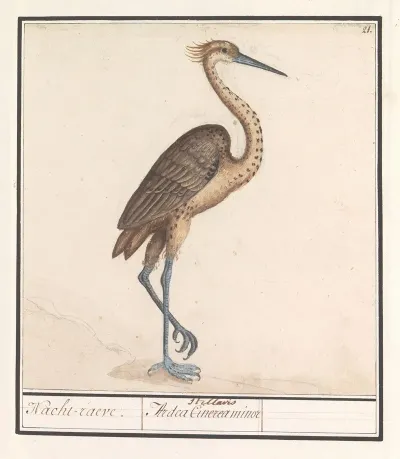 Reiger Ardea