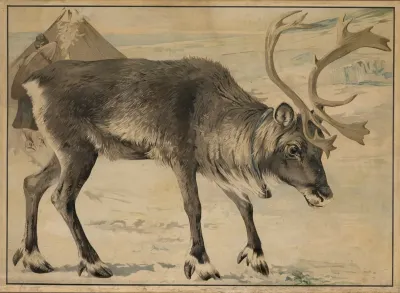 Reindeer 2