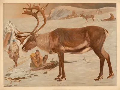 Reindeer 3