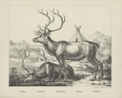 Reindeer