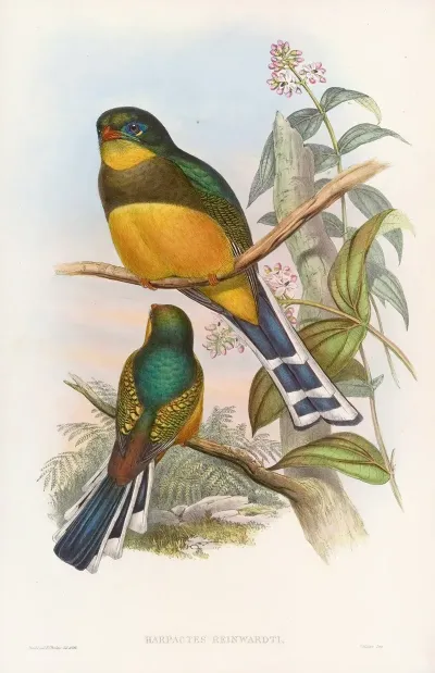Reinwardts Trogon 2