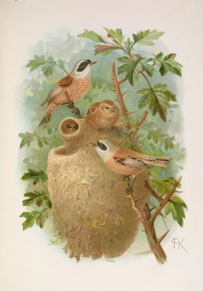 Remizus Pendulinus