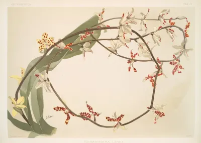 Renanthera Lowii