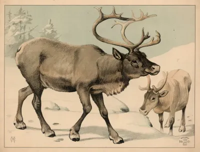 Rensdyr Variant