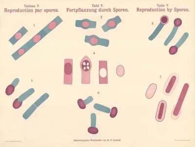Reproduction By Spores