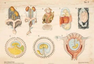 Reproductive Organs And Development Of Mammalian Young