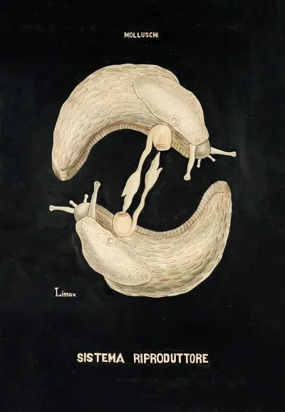 Reproductive System Of Limax