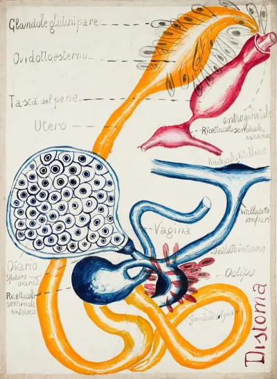 Reproductive System Of The Common Liver Fluke Fasciola Hepatica