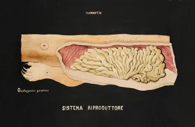Reproductive System Of The Platypus Ornithorhynchus Anatinus