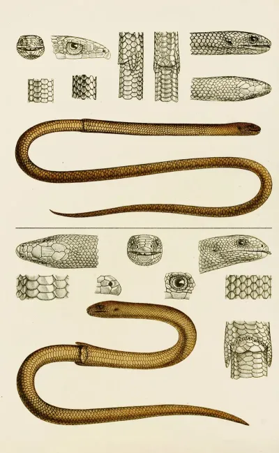 Reptiles Iii