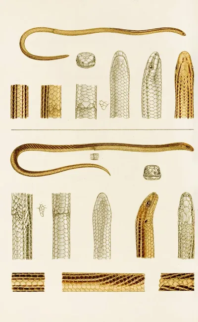 Reptiles Iv