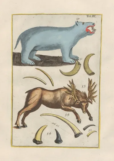 Rerum Naturalium Historia Nempe Quadrupedum Pl 03