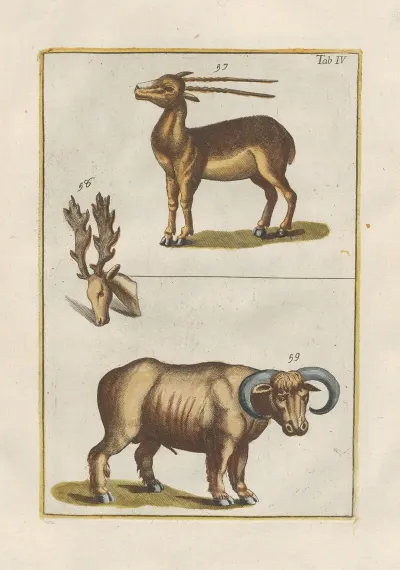 Rerum Naturalium Historia Nempe Quadrupedum Pl 04