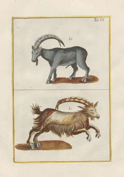 Rerum Naturalium Historia Nempe Quadrupedum Pl 06