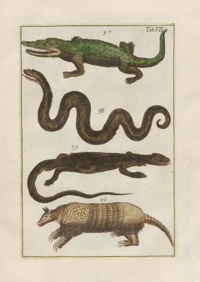 Rerum Naturalium Historia Nempe Quadrupedum Pl 07