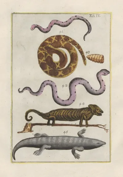 Rerum Naturalium Historia Nempe Quadrupedum Pl 09