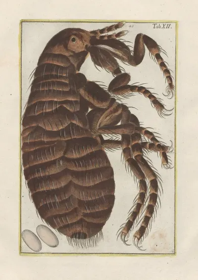 Rerum Naturalium Historia Nempe Quadrupedum Pl 12