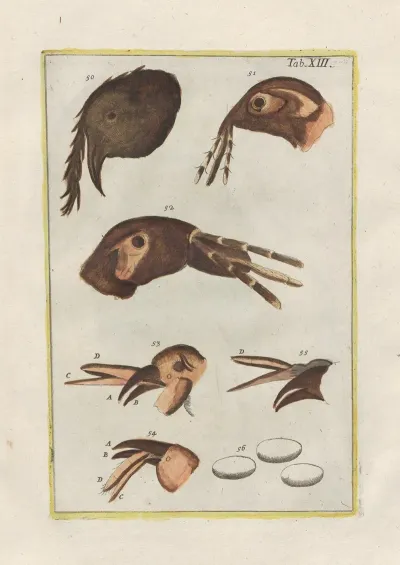 Rerum Naturalium Historia Nempe Quadrupedum Pl 13