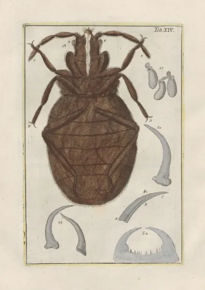 Rerum Naturalium Historia Nempe Quadrupedum Pl 14