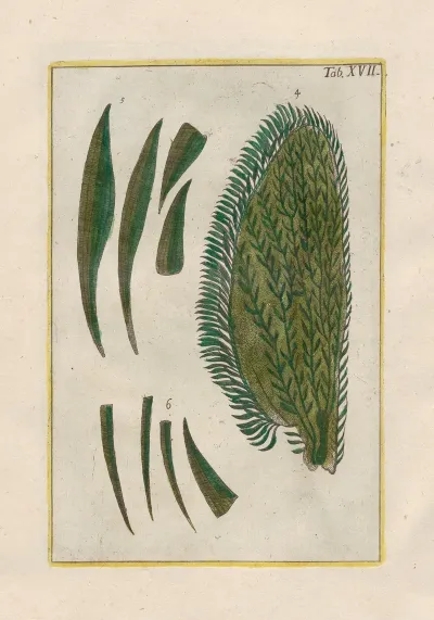 Rerum Naturalium Historia Nempe Quadrupedum Pl 17