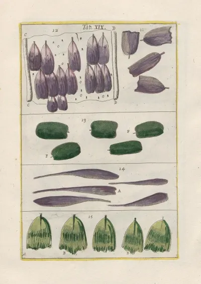 Rerum Naturalium Historia Nempe Quadrupedum Pl 19