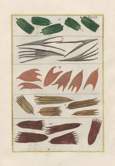 Rerum Naturalium Historia Nempe Quadrupedum Pl 20