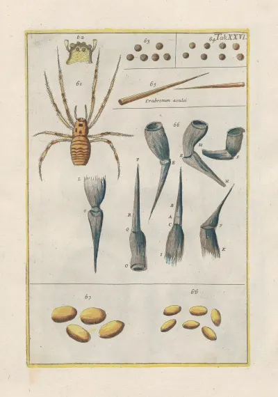 Rerum Naturalium Historia Nempe Quadrupedum Pl 26